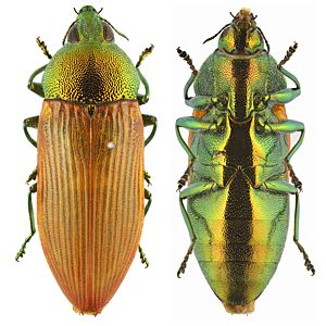 Castiarina subtincta, PL3546B, female, EP